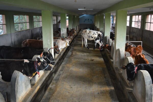 Goshala at Guruji Thennangur Ashram